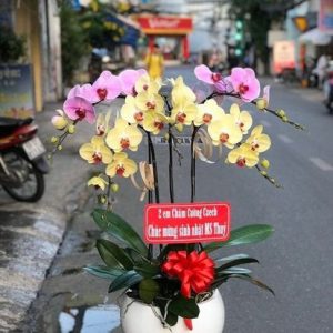 Chậu Hồ Điệp Sinh Nhật Sếp