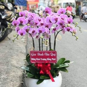 Chậu Lan Hồ Điệp Tài Lộc